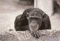 Picture for song 'The Monkey Stands Up' by artist 'SouthernLogic'