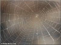 Picture for song 'Spider-Web' by artist 'Space Angel'