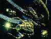 Picture for song 'Darkanoid' by artist 'SPACEBUM'
