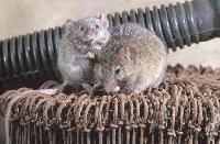 Picture for song 'first song' by artist 'space mouse'