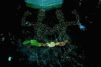 Picture for song 'Nadas' by artist 'Spagirus'