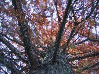 Picture for song 'You Are' by artist 'Spirit Factory'