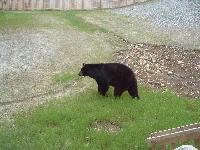 Picture for song 'Mister Blue' by artist 'SplitRock'