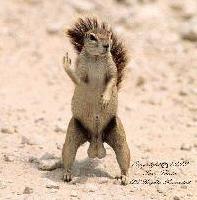 Picture for song 'THE NO HOMO ANTHEM' by artist 'Squirrel Set'