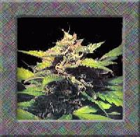 Picture for song 'Hurt U' by artist 'Stargazer'