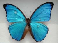 Picture for song 'Warrior Is A Child' by artist 'Stars Fall Like Dreams'