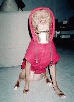 Picture for song 'FreEStiZzLe' by artist 'StaRzZ StReLLo'