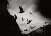 Picture for song 'Children Follow Me' by artist 'Stayne Falls'