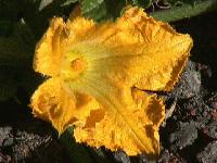 Picture for song 'Fairy Tale' by artist 'Stealing Scarlett'