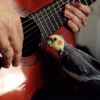 Picture for song 'Billie, My Friend (2004 version)' by artist 'Stefan Leipziger'