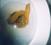 Picture for song 'I Rapped Ashley Smith' by artist 'StepDaddyJ'