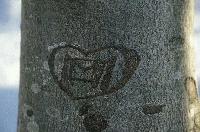 Picture for song 'Lost Days' by artist 'Steve Calapp'