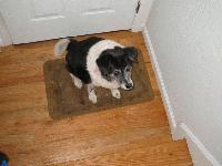 Picture for song 'DOGPARK' by artist 'STEVE LIEBERMAN THE GANGSTA RABBI'