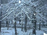 Picture for song 'The Christmas Song' by artist 'Steve W Smith'