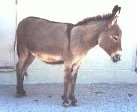 Picture for song 'Ass f***' by artist 'Stiff Dick'