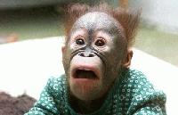 Picture for song 'Osker' by artist 'Stiff Dick'