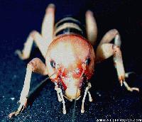 Picture for song 'Ambiance' by artist 'Still Life Productions'