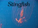 Picture for song 'Stingfish-Fools Gold' by artist 'Stingfish'
