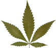 Picture for song 'mota riddim' by artist 'stonedsamples'