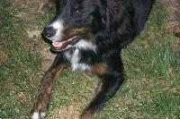 Picture for song 'rose in hand' by artist 'stormfingers'