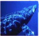 Picture for song 'Ocean Chorus' by artist 'stretch out'