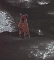 Picture for song 'WHERE THE DAWGS' by artist 'STUMPBROKE'