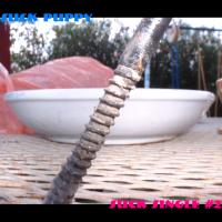 Picture for song 'More Today (Than Yesterday)' by artist 'Suck Puppy'