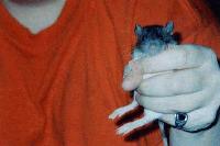 Picture for song 'remorse' by artist 'sugar rat'