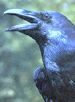 Picture for song 'Raven And The Dove' by artist 'Sunday Live'