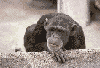 Picture for song 'annoying sound' by artist 'superpranks'