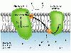 Picture for song 'non-psyclick photophosphorylation' by artist 'SurgeBoy'