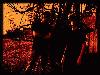 Picture for song 'A sudden wave of chaos' by artist 'Svetlana'