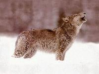 Picture for song 'raw killer (whitekid diss)' by artist 'Swerve'