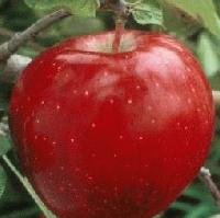 Picture for song 'Apple Flight (Swolf Mix)' by artist 'Swolf'