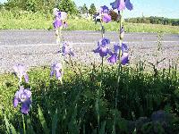 Picture for song 'The Petals of Iris' by artist 'Symphonic'