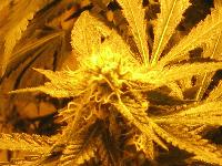 Picture for song 'Sinister Remix' by artist 'Synchronize'