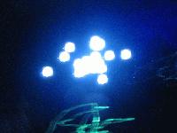 Picture for song 'Blueberries' by artist 'Synesthesia'