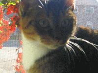 Picture for song 'Florence' by artist 'Synesthesia'