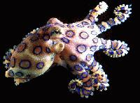 Picture for song 'Blue Ringed Octopus (instrumental)' by artist 'Tactikz Of Tongue Entertainment'