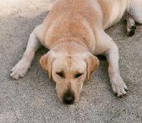 Picture for song 'Yellow Dog Funky' by artist 'tamiDJ'