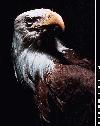 Picture for song 'The Vulture Fete' by artist 'Tammam Hamza'