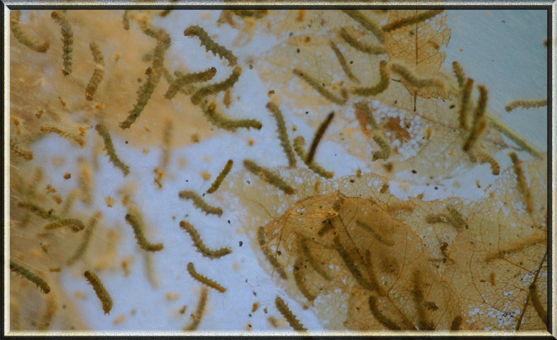 Picture for song 'callin my name' by artist 'Tammper Proof'