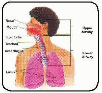 Picture for song 'Til I collapse' by artist 'Tequila Togorgeous'