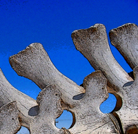 Picture for song 'Saint Tom' by artist 'Terry Israelson'