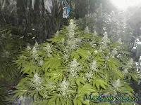 Picture for song 'Smoker's Day' by artist 'Tha Royaltie Family'