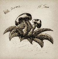 Picture for song 'the damaja' by artist 'thatkidchris'