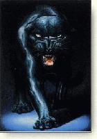 Picture for song '18. Put Your Guns Up***' by artist 'The Absolute Best'