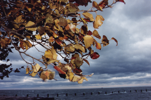 Picture for song 'uprooted hits.' by artist 'The appleseed project'