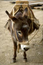 Picture for song 'Spanish Donkey Ride' by artist 'THE ARCADE SUPERHERO'