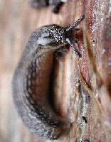 Picture for song 'The Slugs' by artist 'The Awesome Slugs'